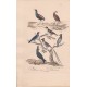 Gravure d'Oiseaux, Pl 28 - 1 L'agami - 2 Le Magoua - 3 Le Gobe-Mouche à collier - 5 Le Savana - 6 Le Moucherolle ...