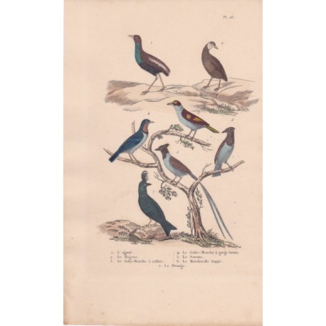 Gravure d'Oiseaux, Pl 28 - 1 L'agami - 2 Le Magoua - 3 Le Gobe-Mouche à collier - 5 Le Savana - 6 Le Moucherolle ...