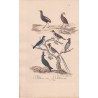 Gravure d'Oiseaux, Pl 28 - 1 L'Agami - 2 Le Magoua - 3 Le Gobe-Mouche à collier - 5 Le Savana - 6 Le Moucherolle ...