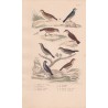 Gravure d'Oiseaux, Pl 29 - 1 L'Alouette des champs - 2 La Farlouse - 3 L'Alouette Calandre - 4 L'Alouette Sirli - 5 Le ...