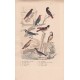 Gravure d'Oiseaux, Pl 30 - 1 Le Rossignol de Muraille - 2 Le Rouge Queue - 3 Le Rouge Gorge - 4 L'Alouette Sirli - 5 Le ...