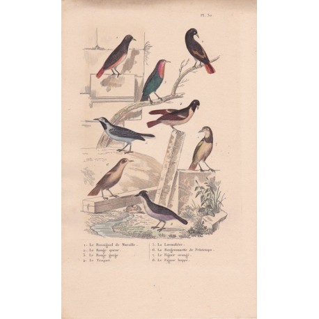 Gravure d'Oiseaux, Pl 30 - 1 Le Rossignol de Muraille - 2 Le Rpuge Queue - 3 Le Rouge Gorge - 4 L'Alouette Sirli - 5 Le ...