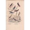 Gravure d'Oiseaux, Pl 30 - 1 Le Rossignol de Muraille - 2 Le Rouge Queue - 3 Le Rouge Gorge - 4 L'Alouette Sirli - 5 Le ...