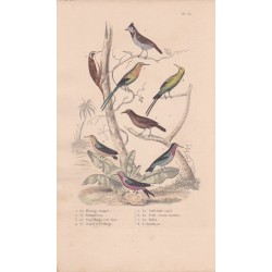 Gravure d'Oiseaux, Pl 32 - 1 La Mésange huppée - 2 Le Grimpereau- 3 Le Souï-Manga vert doré - 4 Le Guit-Guit varié - ...