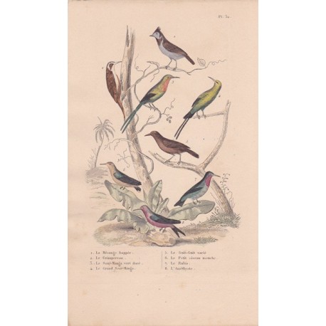 Gravure d'Oiseaux, Pl 32 - 1 La Mésange huppée - 2 Le Grimpereau- 3 Le Souï-Manga vert doré - 4 Le Guit-Guit varié - ...