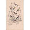 Gravure d'Oiseaux, Pl 32 - 1 La Mésange huppée - 2 Le Grimpereau- 3 Le Souï-Manga vert doré - 4 Le Guit-Guit varié - ...