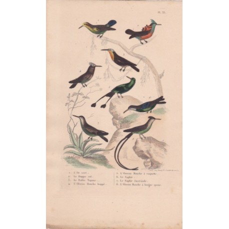 Gravure d'Oiseaux, Pl 33 - 1 L'Or vert - 2 Le Huppe col - 3 Le Rubis Topaze - 4 L'Oiseau Mouche huppé - 5 L'Oiseau Mouche ......