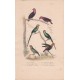 Gravure d'Oiseaux, Pl 36 - 1 Le Lori tricolor...- 3 La Perruche à tête bleue - 4 Le Moineau de Guinée - 5 La Perruche à ...