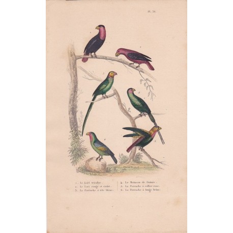 Gravure d'Oiseaux, Pl 36 - 1 Le Lori tricolor...- 3 La Perruche à tête bleue - 4 Le Moineau de Guinée - 5 La Perruche à ...