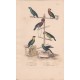 Gravure d'Oiseaux, Pl 38 - 1 Le Meunier - 2 Le Crik à face bleue - 3 Le Papegai maillé - 4 Le Tavoua - 5 le Maïpouri - 6 ..