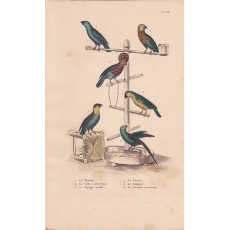 Gravure d'Oiseaux, Pl 38 - 1 Le Meunier - 2 Le Crik à face bleue - 3 Le Papegai maillé - 4 Le Tavoua - 5 le Maïpouri - 6 ..