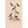 Gravure d'Oiseaux, Pl 38 - 1 Le Meunier - 2 Le Crik à face bleue - 3 Le Papegai maillé - 4 Le Tavoua - 5 le Maïpouri - 6 ..