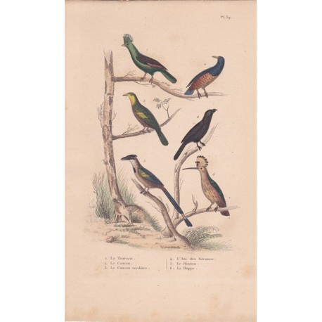 Gravure d'Oiseaux, Pl 39 - 1 Le Touraco - 2 Le Coucou - 3 Le Coucou verdâtre - 4 L'Anis des Savanes- 5 Le Houtou- 6 ..