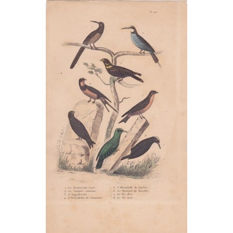 Gravure d'Oiseaux, Pl 40- 1 Le Promerops rayé - 2 Le Guépier commun - 3 L'Angoulevant - 4 L'Hirondelle de cheminée - 6 ...