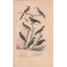 Gravure d'Oiseaux, Pl 40- 1 Le Promerops rayé - 2 Le Guépier commun - 3 L'Angoulevant - 4 L'Hirondelle de cheminée - 6 ...